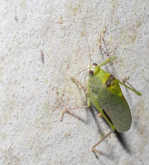 Phylloptera