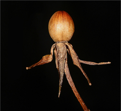 Distimake rhyncorhiza