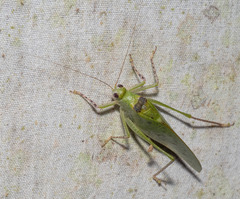 Phylloptera