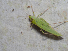 Phylloptera