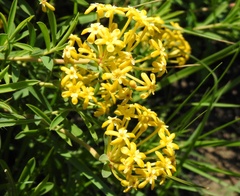 Lasiosiphon capitatus