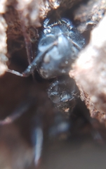 Ophiocordyceps unilateralis