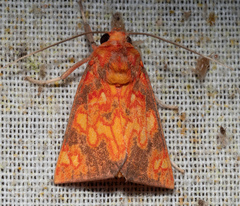 Melese flavimaculata