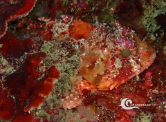 Scorpaena notata