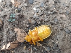 Mecistomela marginata