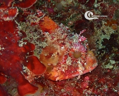 Scorpaena notata