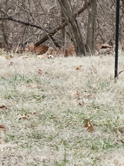 Mimus polyglottos