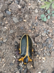 Mecistomela marginata