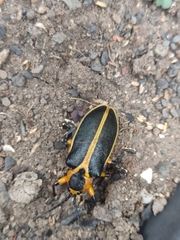 Mecistomela marginata