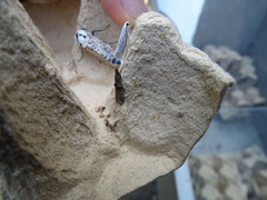 Yponomeuta evonymella