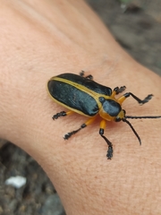 Mecistomela marginata