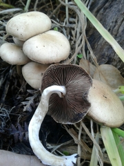 Psathyrella piluliformis