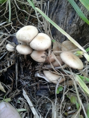 Psathyrella piluliformis