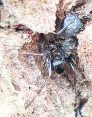 Ophiocordyceps unilateralis
