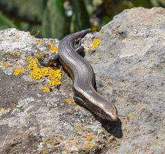 Chalcides viridanus