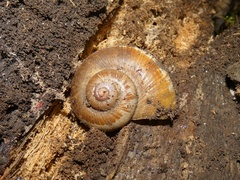 Aperostoma