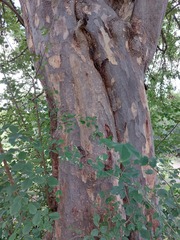 Pterocarpus lucens