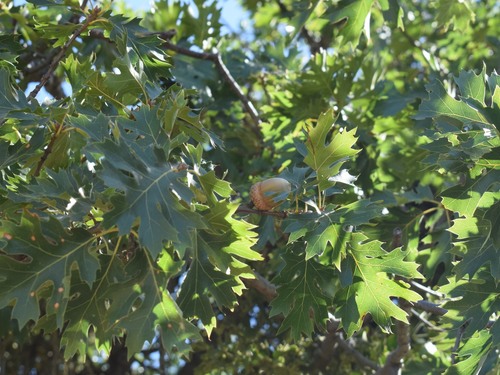 California black oak