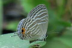 Jamides celeno aelianus