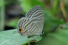 Jamides celeno aelianus