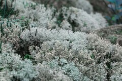 Cladonia arbuscula mitis