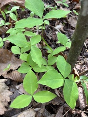 Arisaema acuminatum
