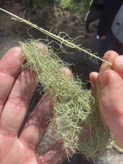 Usnea ceratina
