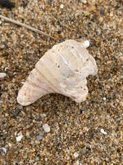 Neptunea decemcostata