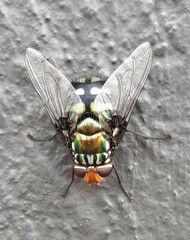 Rutilia