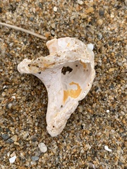 Neptunea decemcostata