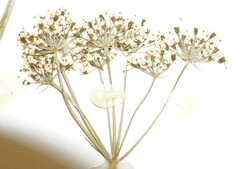 Conioselinum chinense