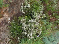 Erica tenuis