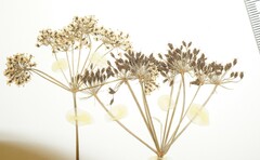 Conioselinum chinense
