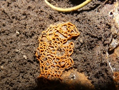 Hemitrichia serpula
