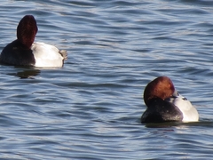 Aythya ferina