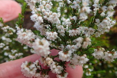 Erica tenuis