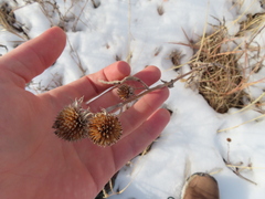 Echinacea angustifolia