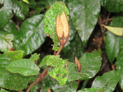 Trichocladus crinitus