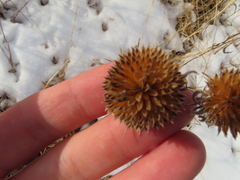 Echinacea angustifolia