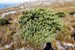 Mimetes fimbriifolius