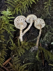 Pseudolaccaria