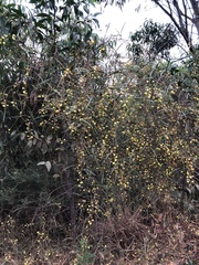 Acacia gillii