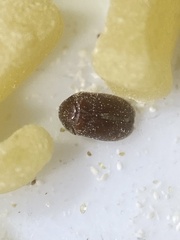 Stegobium