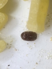Stegobium