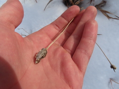 Ratibida columnifera