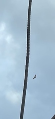 Buteo jamaicensis