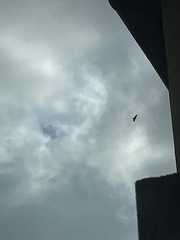 Buteo jamaicensis