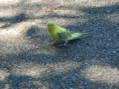 Melopsittacus undulatus domesticus
