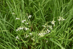 Silene nutans nutans