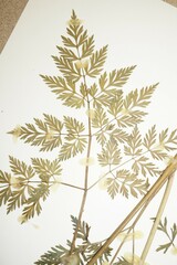 Conioselinum chinense